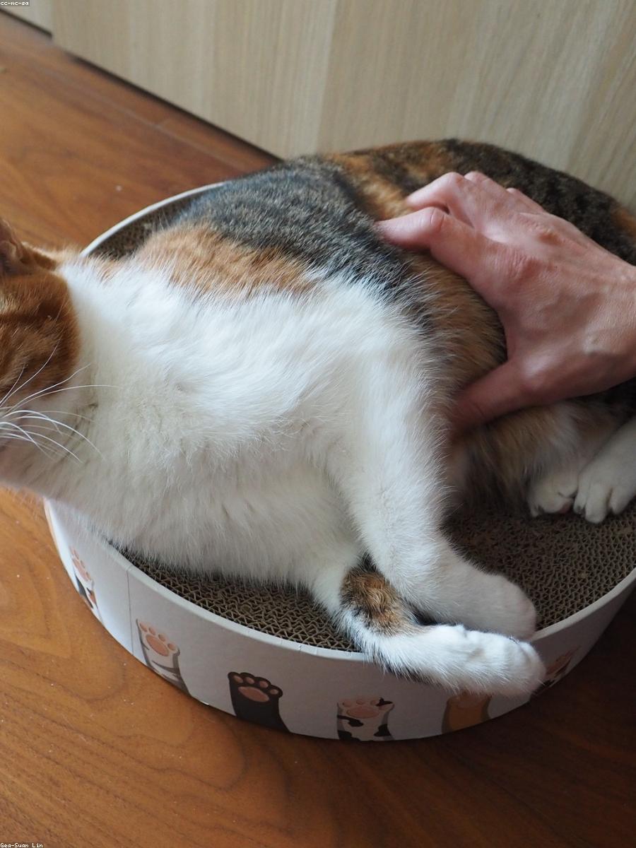 猫猫